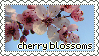 Cherry Blossoms stamp